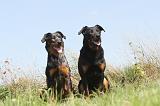 BEAUCERON 115